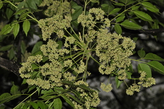 Melia dubia